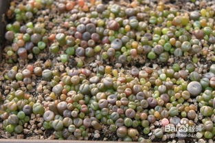 绣球种子如何播种并成功种植成活？