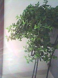 金钱树的味道如何？