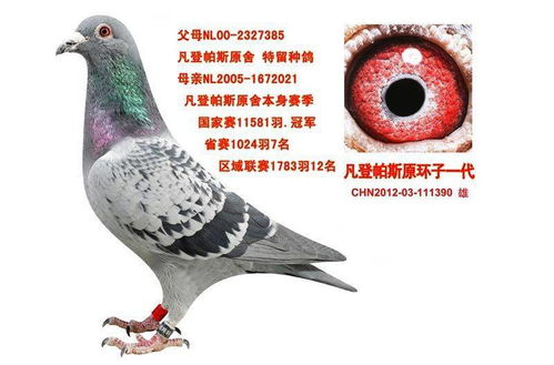 鸽子家飞训练：通过模拟飞行环境
