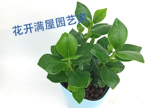 植物最不喜欢强光直射，绿色光对它有害吗