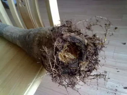 根烂发财树急救法