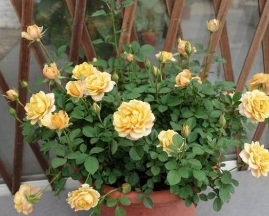 营养补给站：给月季送清凉