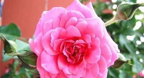 叶子大小，形状各异