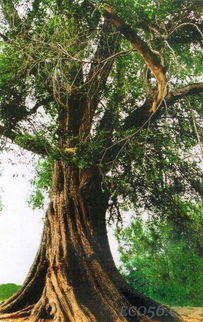 樟树成长的奇妙旅程