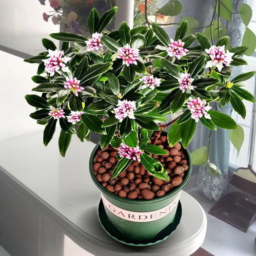 金边瑞香的魅力