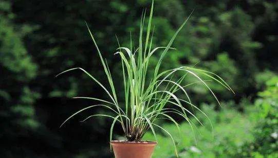 1. 柠檬香茅：驱蚊界的“小嫩手”
