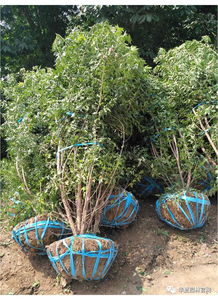 苗木特点与细分领域需求