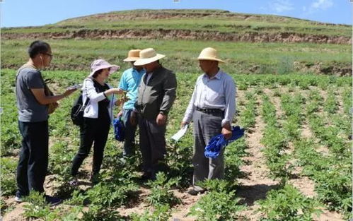白皮松种植技术，探讨如何培育健康、茂盛的白皮松