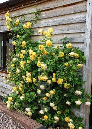 适合种在哪儿呢？那当然是要有阳光的地方了