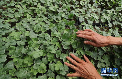 镇压技巧：木板轻压使种子贴合土壤， 发芽率提高40%