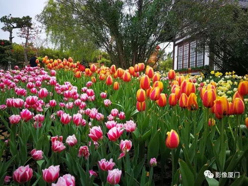 “木槿花大图，高清美图来袭