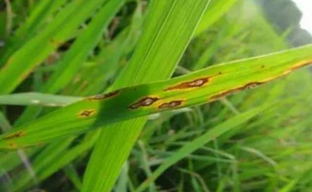 30%苯甲丙环唑：水稻病害的克星？