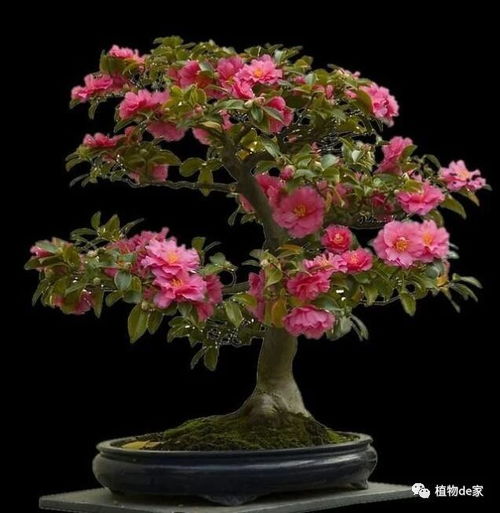 三、 水分妙招：干湿交替，刚刚好