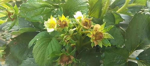 果柄留在植株上，有啥好处？