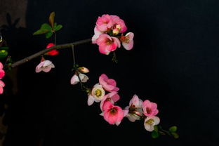 铁海棠花：为何不宜室内养护？