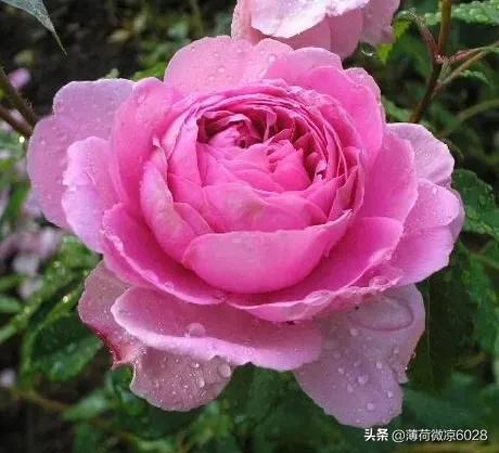 红色月季的火热