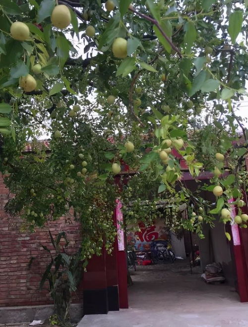 门前种树选什么树？最适合家门前种植的树木是