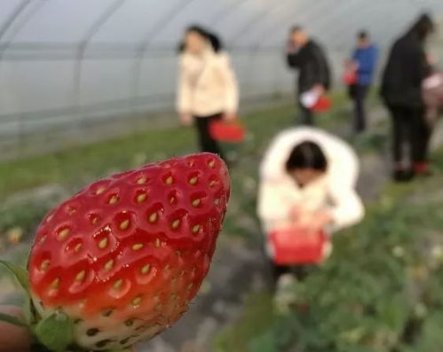 室外草莓冬季必死？保暖攻略大揭秘！