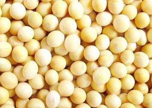 南美大豆锈病防治需求激增， 供需缺口持续扩大