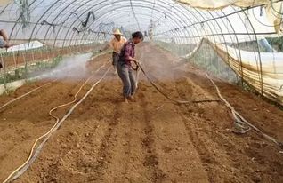 辣椒播种前需进行土壤消毒、种子处理等准备工作