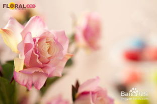 草本牡丹种植小窍门，你get了吗？