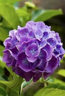 赏花识花，花卉名称图片大全