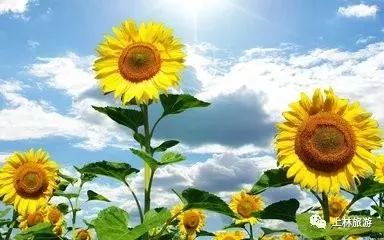 秋天太阳花怎么养？浇水频率是多久一次