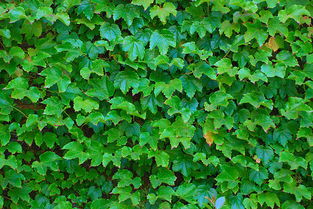 爬山虎的美丽与实用并存