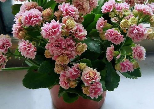 过年买花选哪种好？这几种花春节室内养合适吗