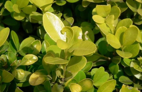 黄杨叶片施肥，你真的懂吗？