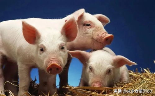 请问现在贵州遵义地区小猪仔市场价格如何，附近有没有靠谱的养猪场电话可以咨询？