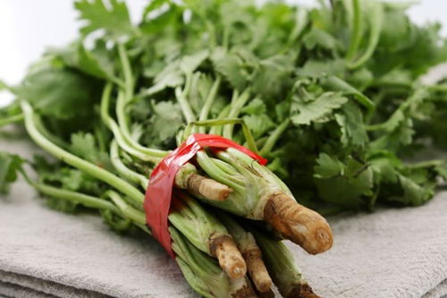 香菜水有什么用？这些好处你可能想不到