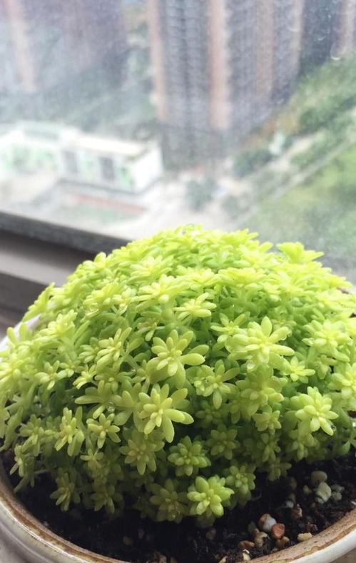 菖蒲的美丽传说：从非洲好望角飘来的神秘使者