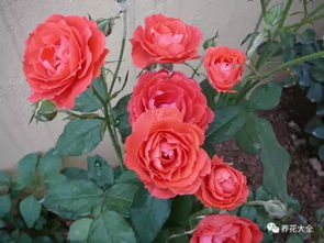 月季花：怕冷又怕热的小娇娃