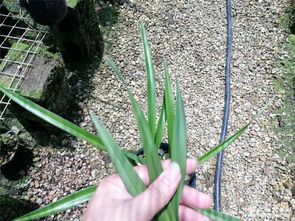 苗三岗苗木，三苗集团提供哪些品种的苗木？