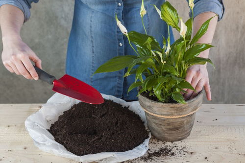 有机肥料：天然营养， 石榴树的绿色食粮