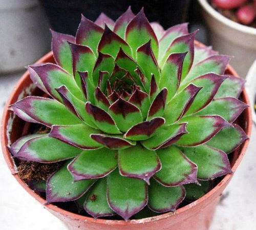 温度，多肉的空调