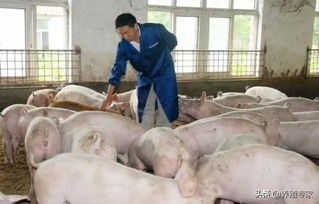 玉米粉饲料精能否让猪场利润实现翻倍增长？