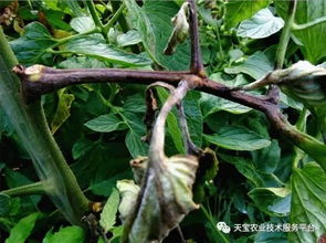 场景一：苹果园蚜虫歼灭战