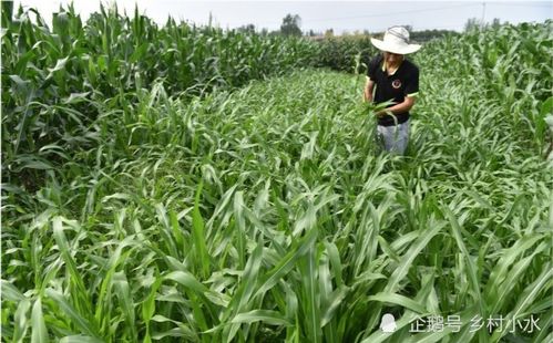 夏季牧草种植， 耐热耐湿是关键