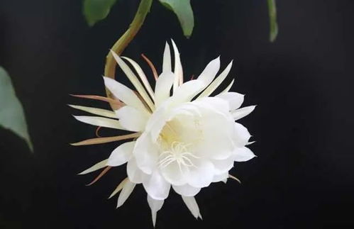 昙花烂根后如何有效防治和挽救，有哪些具体技巧可以实施
