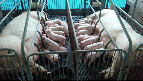 母猪便秘新解：科学饲料搭配