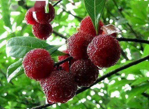 杨梅种子发芽的神奇秘密：控温的重要性