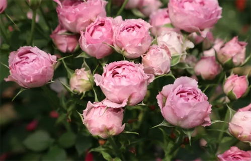 月光泡泡的白色魅力