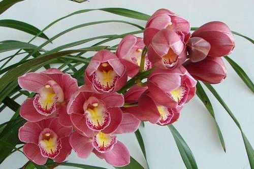 花期使用苯甲丙环唑的风险