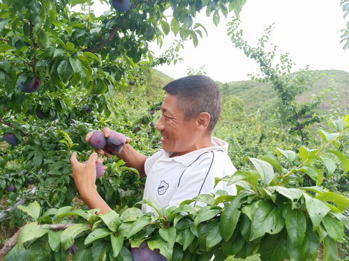 打药次数：得kan情况