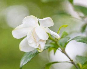 栀子花的病害防治