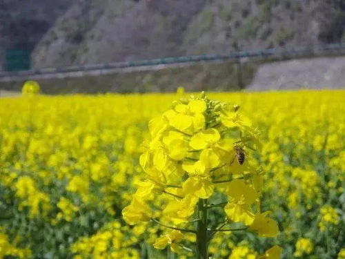 油菜花海， 如金色童话世界