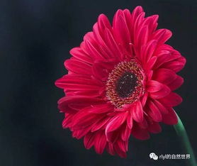 非洲菊播种后喷水的那些事儿