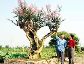 紫薇上盆后的管理